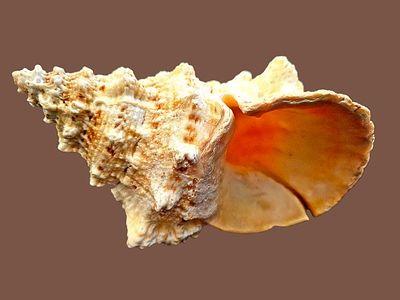 Large conch - Rapana venosa, also known as the Black Sea Rapa Whelk or "Asian Rapa Whelk". This 