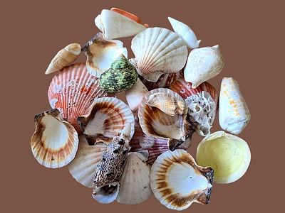 A diverse collection of natural seashells and shells. The mixture contains various types such 