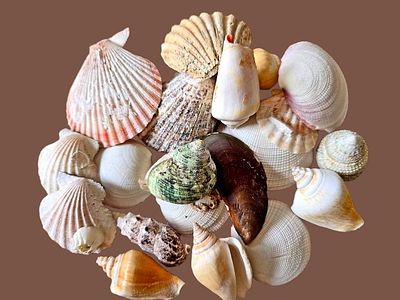 A diverse collection of natural seashells and shells. The mixture contains various types such 