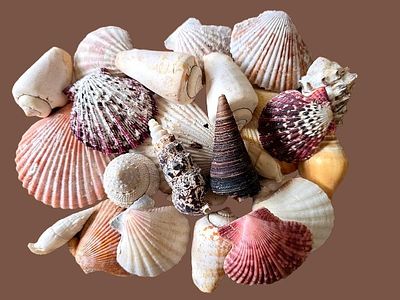 A diverse collection of natural seashells and shells. The mixture contains various types such 