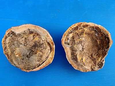 A complete ammonite fossil - 2 parts!!! Natural abnormal size not processed in the original rock. 
