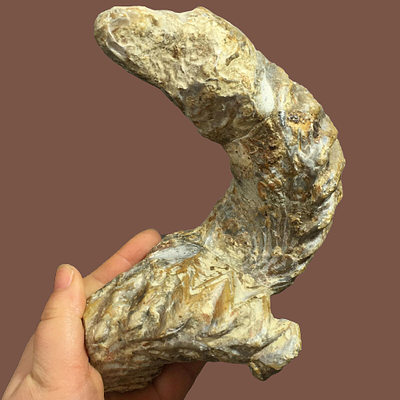 ZIPPER OYSTER fossil from Madagascar. A million-year-old item of amazing quality. 
Size: 