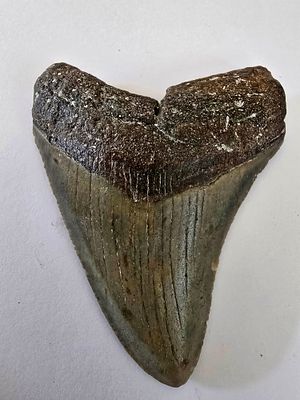 Fossilized Megalodon shark tooth, the largest shark, millions of years old - an unusual and 