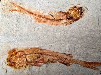 A pair of fossil fish of the genus Lycoptera, a primitive fish that became extinct in East Asia 