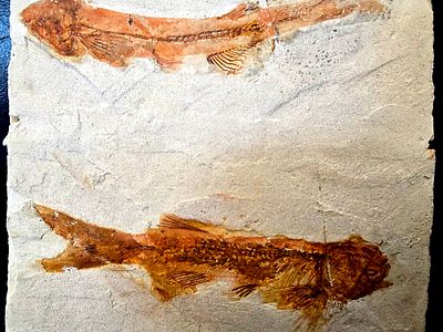A pair of fossil fish of the genus Lycoptera, a primitive fish that became extinct in East Asia 