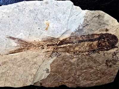 A real fossil of a prehistoric freshwater fish of the genus Lycoptera, belonging to the species 
