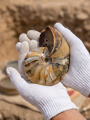 Giant complete Ammonite fossil - extremely rare. Spectacular colors, flawless, diamond polish. 