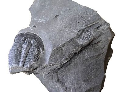 A fossil of a trilobite, an extinct marine creature that was common during the Paleozoic era. Th 