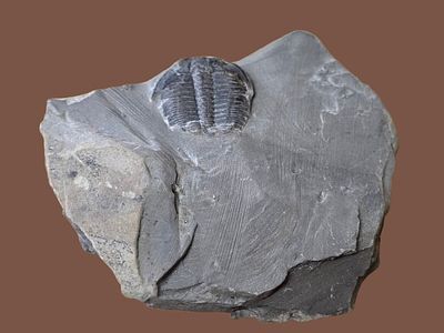 A fossil of a trilobite, an extinct marine creature that was common during the Paleozoic era. Th 