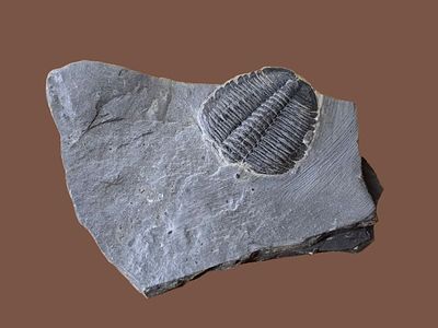 A fossil of a trilobite, an extinct marine creature that was common during the Paleozoic era. Th 