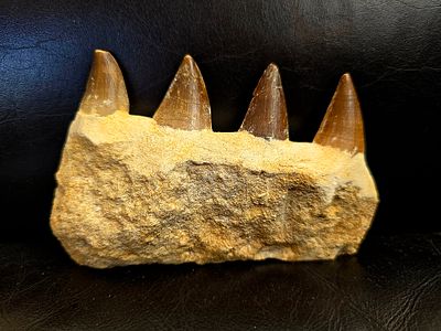 A fossil of a jaw fragment containing teeth from Mosasaurus, a giant, predatory prehistoric 