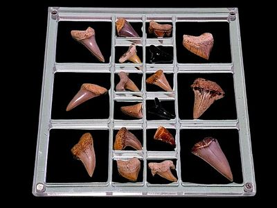 A large collection of fossilized shark teeth arranged in a clear display box. The collection is 