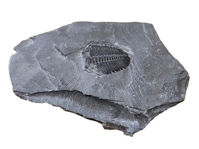 A fossil of a trilobite, an extinct marine creature that was common during the Paleozoic era. Th 