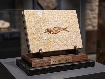 A fossil of an ancient fish of the type Knightia eocaena from the Eocene period, about 50 