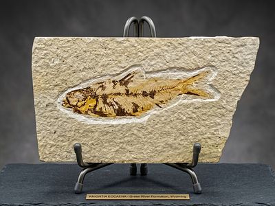 A fossil of an ancient fish of the type Knightia eocaena from the Eocene period, about 50 