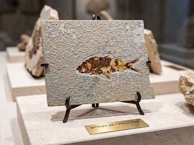 A fossil of an ancient fish of the type Knightia eocaena from the Eocene period, about 50 