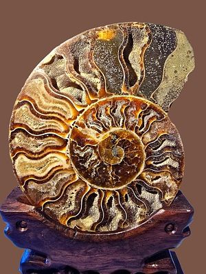 מאובן גדול של אמונייט (Ammonite) חצוי ומלוטש. מתקופת הקרטיקון, לפני כ-66 מיליון שנים. ארץ מקור 