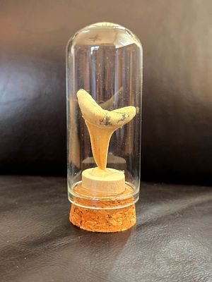 מאובן של שן כריש Otodus obliquus שלמה עם השורש שלה מוגנת בקפסולת זכוכית. גובה הקפסולה 8 ס"מ. 