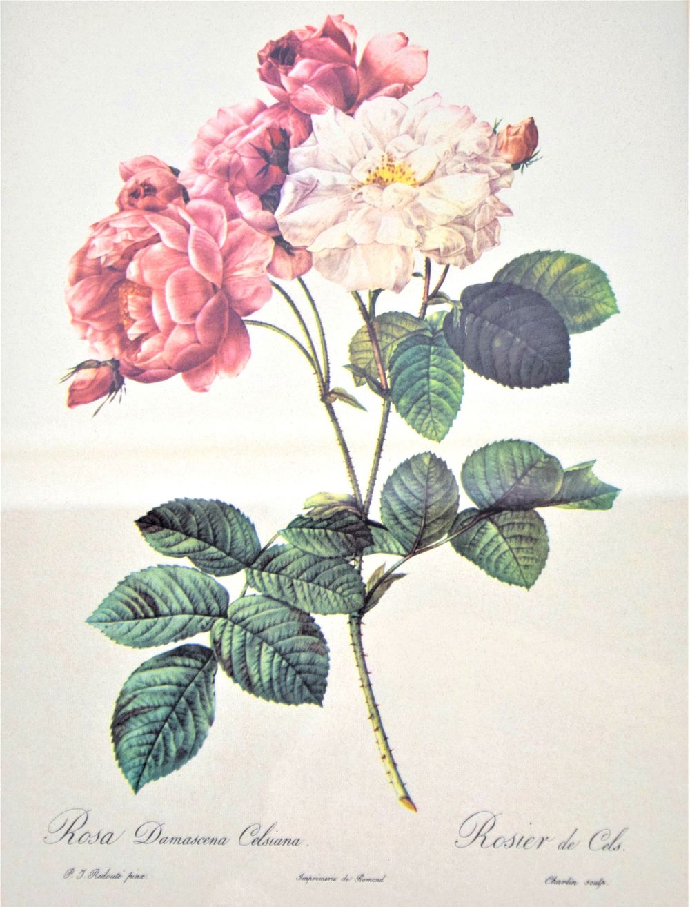 Lot 268: 4 Botanical Prints