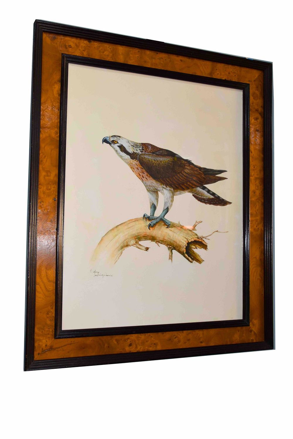 Lot 168: Osprey Lithograph