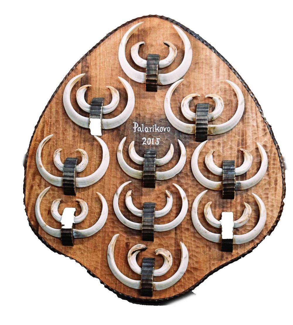 Lot 163: Mounted Boar Tusks