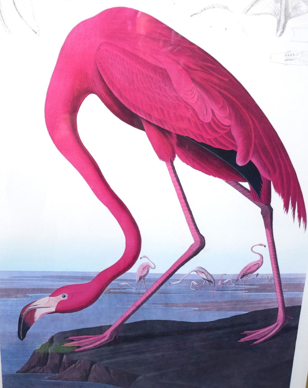Lot 154: J.J. Audubon Print