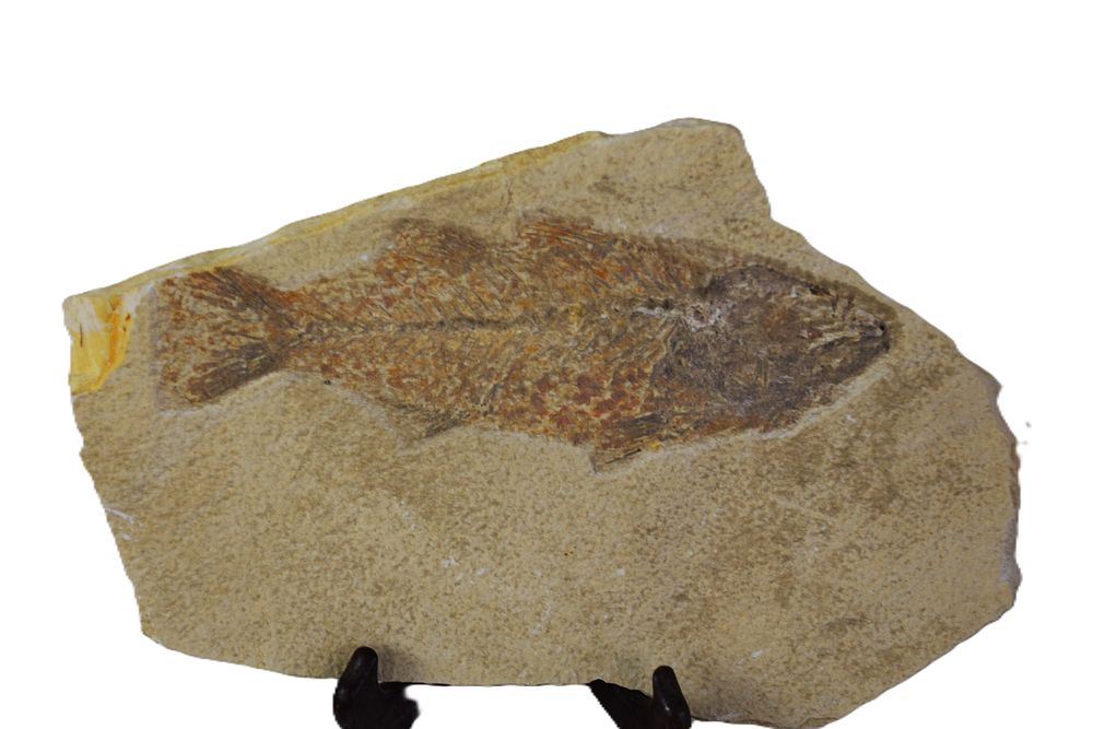 Lot 122: Fossil Collection