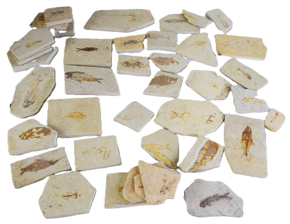 Lot 123: Fossil Fish Collection