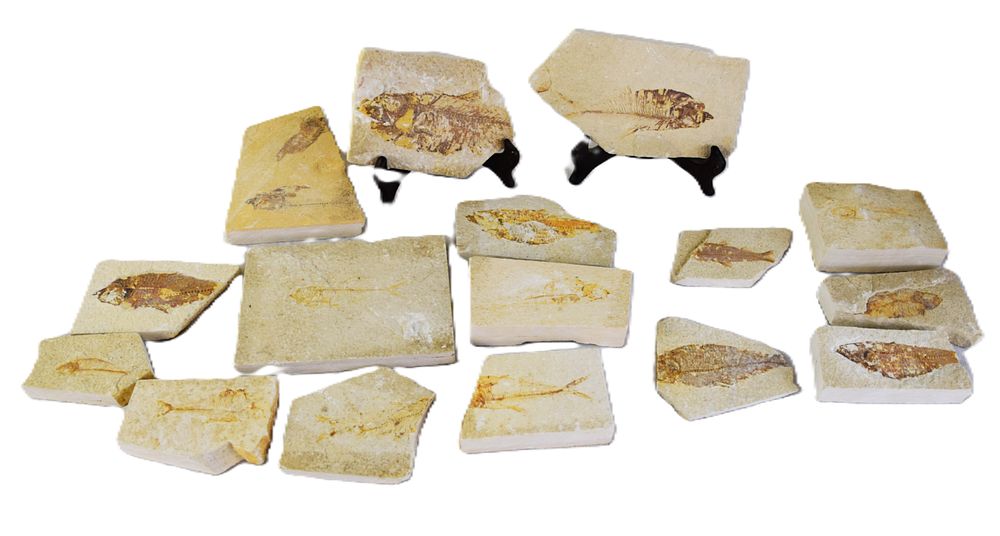 Lot 126: Fossil Fish Collection