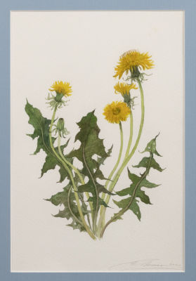 Мехова Е. П. Одуванчики. Ботаническая акварель. 2020. Размер по раме 42х32 см. Хорошее 
