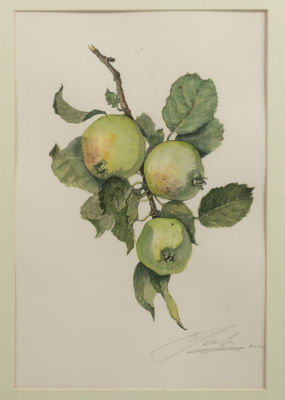 Мехова Е. П. Яблоки. Ботаническая акварель. 2020. Размер по раме 42х32 см. Хорошее состояние. 