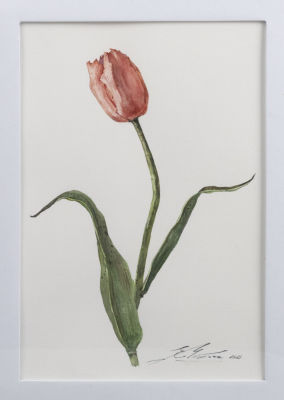 Мехова Е. П. Тюльпан. Ботаническая акварель. 2020. Размер по раме 42х32 см. Хорошее состояние. 