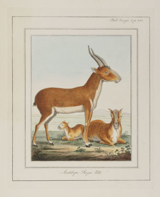 Антилопы (Antilope Laiga). Гравюра с акварельной подкраской. К атласу: Паллас П.С. 