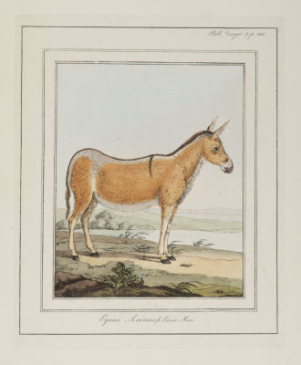 Дикий осел (Equus Asinus). Гравюра с акварельной подкраской. К атласу: Паллас П.С. 