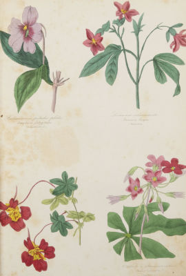 Ботаническая иллюстрация. Розовые цветы. Середина XIX века(?). Гравюра с акварельной 