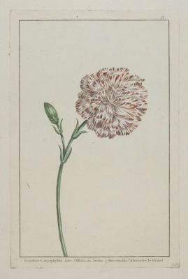 Гвоздика садовая (dianthus caryophyllus). Вторая половина XVIII в. Раскрашенная гравюра. Размер 