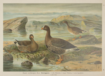 Науманн И. Ф. (гравер) Пискульки (Anser erythropus). Хромолитография. Конец XIX века. Размер 28 