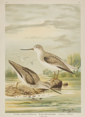 Науманн И. Ф. (гравер) Мородунки (Terekia cinerea). Хромолитография. Конец XIX века. Размер 28 