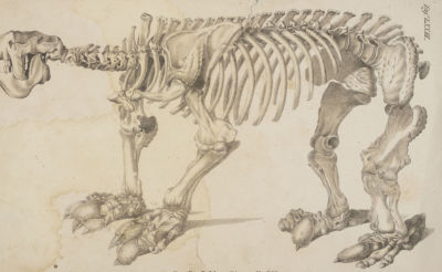 Н/х. Мегатерий. Скелет. Первая четверть XIX века. Литография. Размер 16х25,5 см. Удовлетворитель 