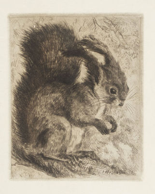 [Знаменитый скульптор-анималист] Морозова-Эккерт Е. Г. Белочка. 1940-е гг. Бумага, сухая игла. 