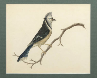 Н/х. Сойка. Копия литографии №313 из "Сборника натуралиста" (The Naturalist's Miscellany 