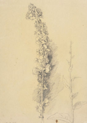 Н/х. Дельфиниум. 1903. Бумага, карандаш. Размер 24х16,5 см. Условно хорошее состояние. Следы 