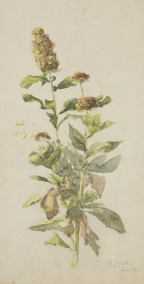 [Архив художника] Гурьев И. П. Полевой цветок. 1904. Бумага на картоне, акварель. Размер 33,5х18 см.