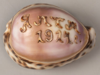 Сувенир. &laquo;Ялта 1914 год&raquo;. Морская ракушка, гравировка. Размер 4х7,5х5 см. Без видимых изъянов.