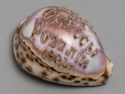 Сувенир "Память изъ Одессы Розалiи 1903 г." Морская ракушка с гравировкой. Размер 3.5х7.5х5 см. 