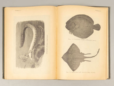 Теория развития. Сборник статей. Библиотека самообразования. Выпуск 3. СПб., 1904. Библиотека 