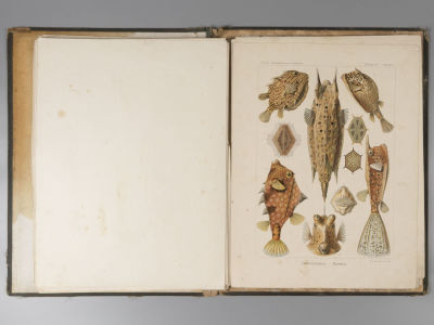 Геккель Э. Красота форм в природе. Выпуски 1-10. СПб., 1902. Геккель Э. Красота форм в природе. 