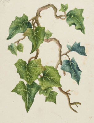 Н/х. Листья винограда. 1885. Бумага, акварель, цветные карандаши. Размер листа 15х12 см. Условно 