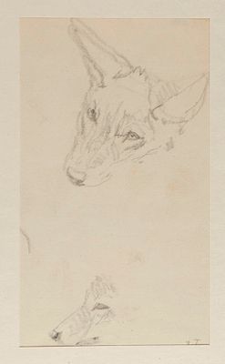 [Из коллекции П. Е. Корнилова] Горлов Д. В. Голова волчонка. Середина XX в. Бумага, карандаш. 