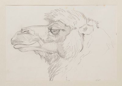 [Из коллекции П. Е. Корнилова] Горлов Д. В. Двугорбый верблюд. Середина XX в. Бумага, карандаш. 